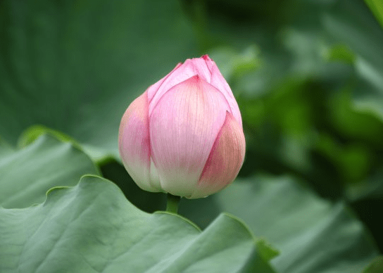 步入6月下旬，4属相贵人相助，机遇多多，财源广进，生活无忧(图1)