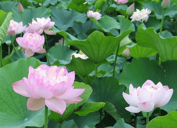 步入6月下旬，4属相贵人相助，机遇多多，财源广进，生活无忧(图2)