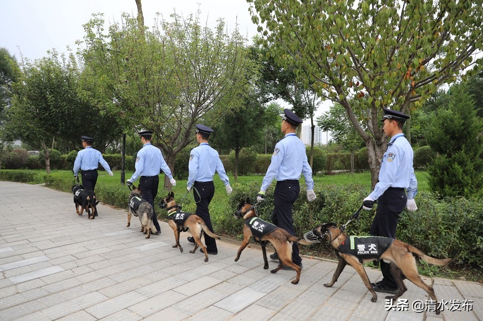 【向人民报告】数说2020,清水公安这份成绩单请您查收!(图9) 【向人民报告】数说2020,清水公安这份成绩单请您查收!(图9)